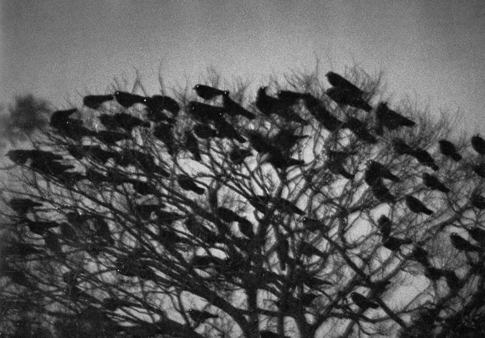 socialpsychopathblr:Karasu – Solitude Of Ravens, by Masahisa Fukase.Karasu is