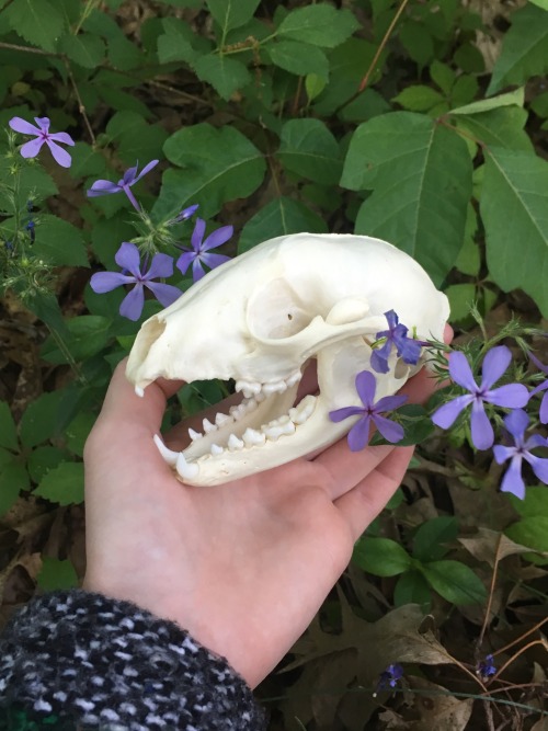 A Raccoon Skull! His Name Is Goblin And My Brother Gave Him To Me! And Thank You All For Being So Kind