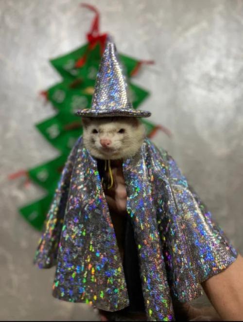 wizard ferret