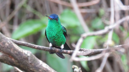 Indigo-capped Hummingbird (Saucerottia cyanifrons)© Timothy Forrester