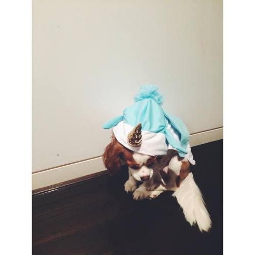 The Last Little Unicorn ✨@typo #typo #thelastunicorn #unicorn #costume #puppy #beagle #beaglier #cav