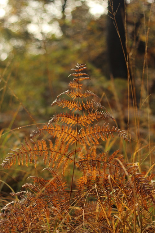 Autumn forest. Faux de Verzy, Montagne de Reims Region National Park, France. November 2019. © JB 