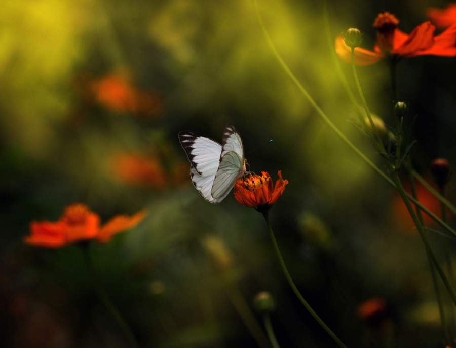 bankiablackcard:  Sunny by EleonoraDiPrimo