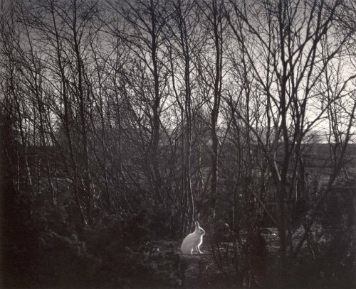 hedgerowdevil:  White rabbit in forest | Pentti Sammallahti | Signilskär, Finland, 1974  via&nb