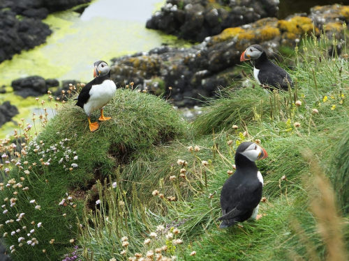 avianeurope:Atlantic Puffin (Fratercula arctica) >>by Ste-gull