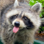panda-of-house-trash