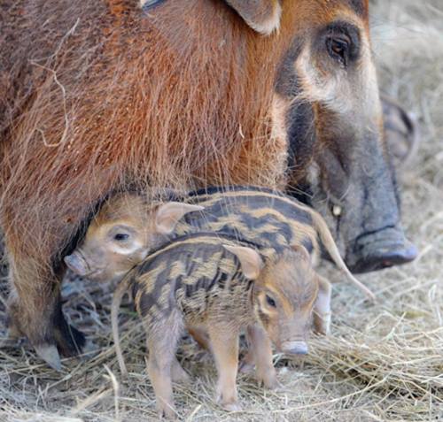 zooborns:African Red River Hog Piglets Are a First for Zoo MiamiZoo Miami is celebrating the birth