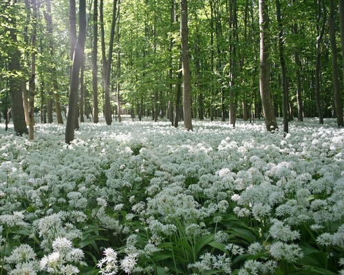 leafilly:  paleception:  hvllucinvtion:  mother natures blog  online garden here  pale/plant