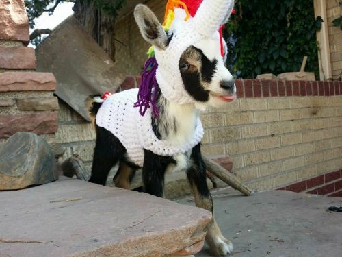 babygoatsandfriends: The mythical goaticorn Via brokenshovels and eltfarms