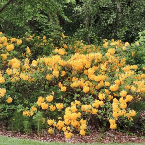 Yellow Rhododendron with Horsetail (Equisetum), Washington Park Arboretum, Seattle, 2016.