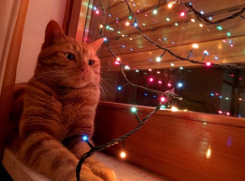 duderedcat: These lights are so mesmerising!