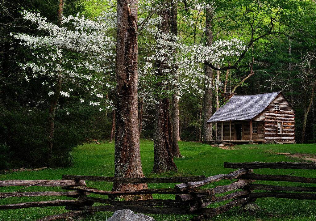 Wisp Glow Grove