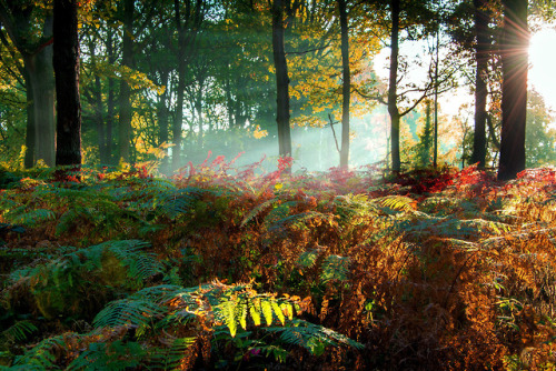 XXX 90377:  EARLY MORNING FOREST LIGHT by Tony photo