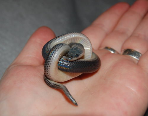 redlipstickresurrected: Tula Montage (Scotland) - Sunbeam Snake aka Xenopeltis Unicolor, Family: Xen