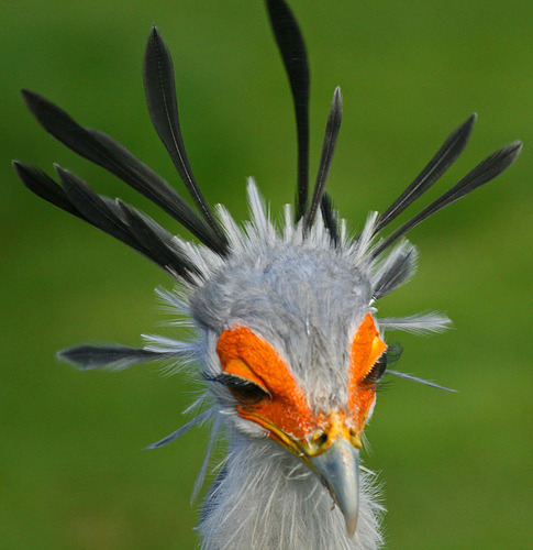 cool-critters:  Secretarybird (Sagittarius serpentarius)The secretarybird is a very