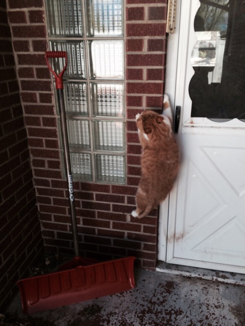 the-cute-kitten:  I am not an outdoor kitty -Ramona Jangles