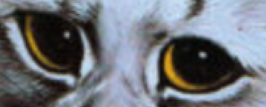 fruitsgood:  gwynndolin:  fruitsgood:   gwynndolin:  fruitsgood:   gwynndolin:  fruitsgood: