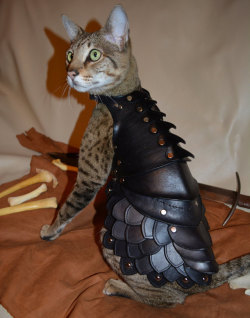 tastefullyoffensive:  No cat is complete without a set of leather battle armor. [kotaku] made me laugh so much!!Buy it on Etsy. 