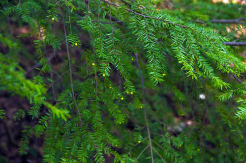 frolicingintheforest:Baby hemlock cones!