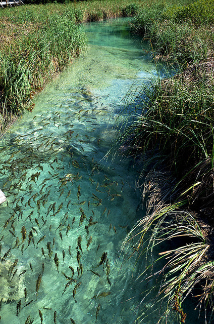 visitheworld:  Plitvice Lakes National Park / Croatia (by wudu96).