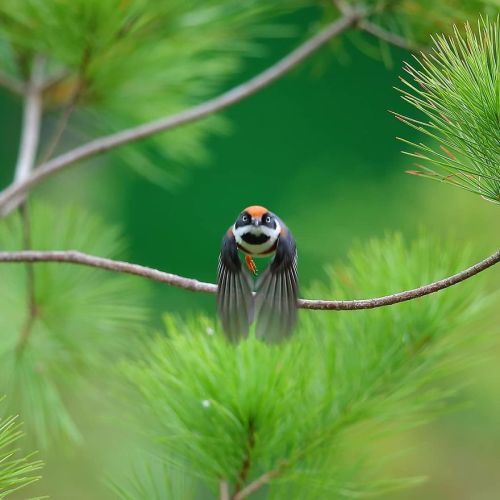fine-tevinter-wines: awesome-picz: This Bird Is Called The Black-Throated Bushtit And Yes, You Read 
