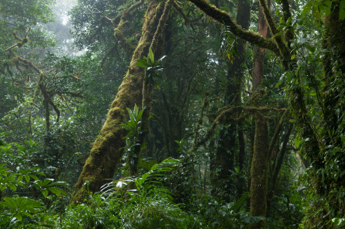 oviz: Cloud forest