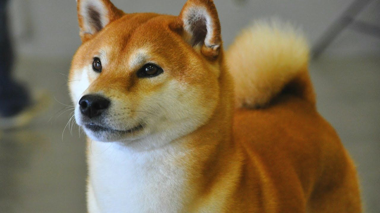chemicalsinpants:  You’ve probably heard of Akita Inus:  And Shiba Inus: Which