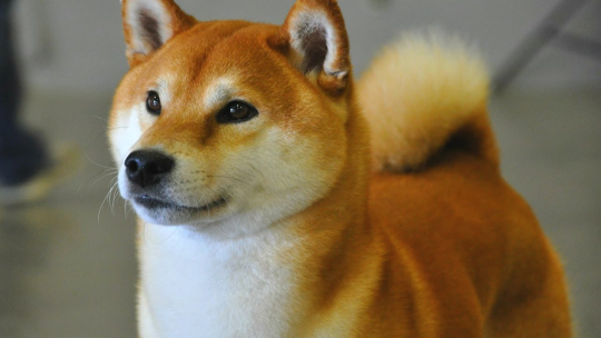 chemicalsinpants:  You’ve probably heard of Akita Inus:  And Shiba Inus: Which  are really cool and cute Japanese dog breeds. Let me introduce you to these other cool and cute Japanese dogs, which I think deserve equal attention. The Kishu Inu: The