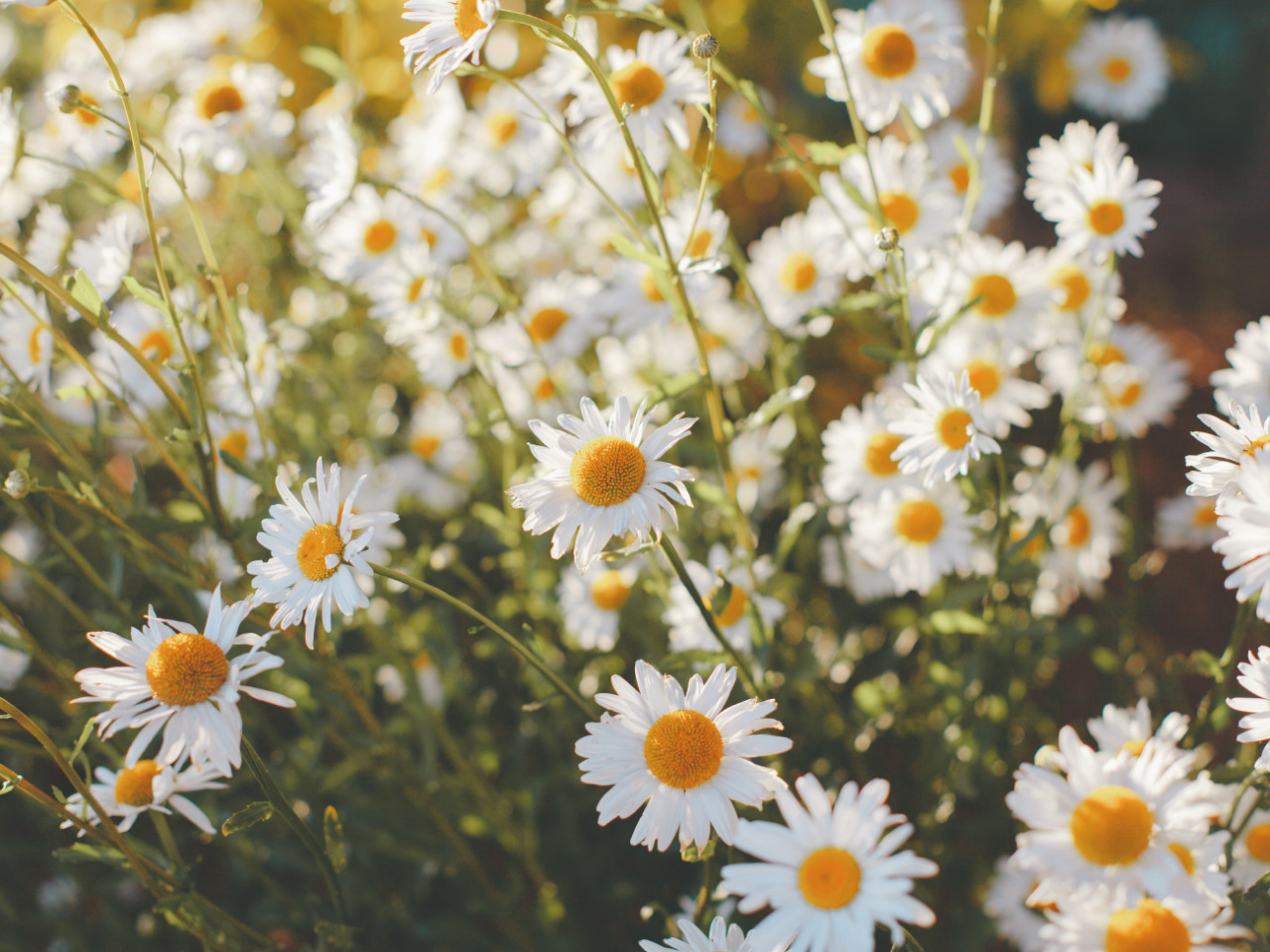 #white flowers on Tumblr