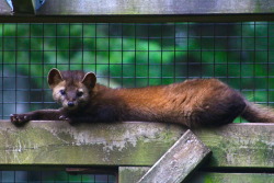 msail:  An American Marten (pine marten). They’re carnivores, eating mostly voles, but birds and hares as well. This adorable little guy was lounging around his enclosure and didn’t mind that I came really close. 