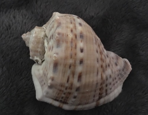 The bigger shells in my collection, the longer, biggest one it what I believe to be a Triton snail s