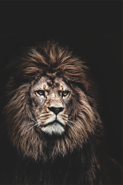 wearevanity:  KING Lion 