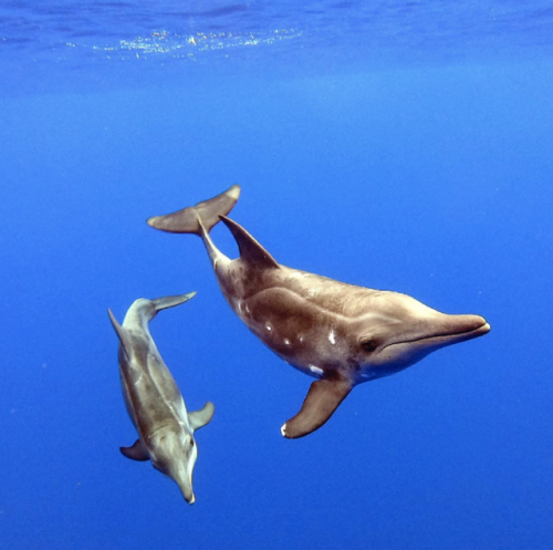 kohola-kai: Rough-toothed dolphins by Moorea Ocean Adventures