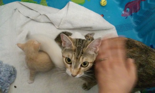 quakerhobbit:Today I went to the shelter to visit Toph, the stray (and, as it turned out, pregnant) 