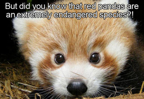 thelustfulkitten:  Don’t let my favorite animal become extinct!! 