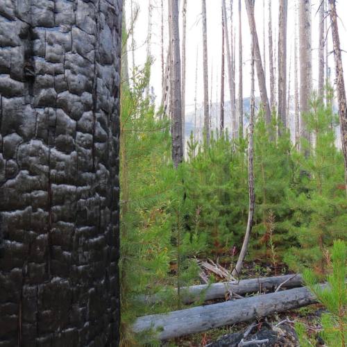 In 2003, lightning ignited one of the largest forest fires the Canadian Rockies have ever seen; 13 y