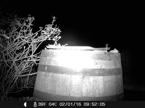 Trail cam reveals that sinful local rodents are using the rose bush as a ladder to reach the seed tr