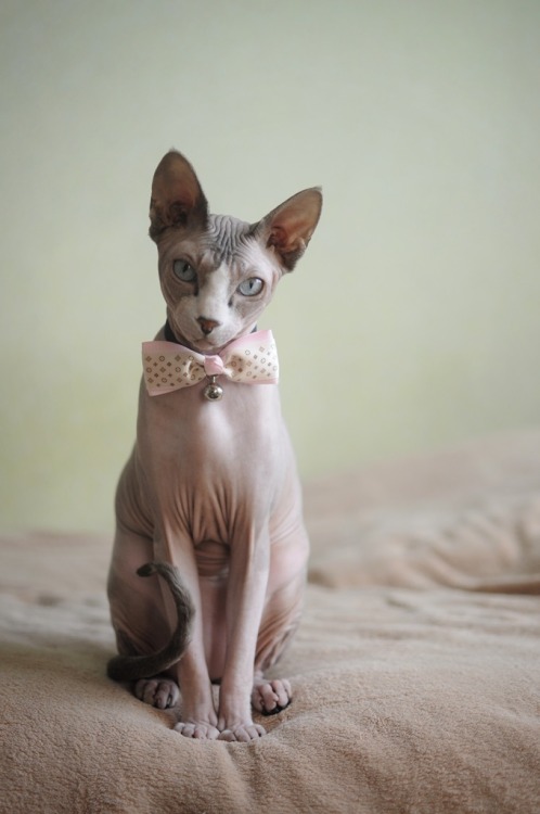 sphynx cat