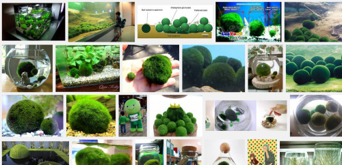 space-eyed:  riceisholy:  tranquilish  Marimos are these cute algae balls that are native to Japan. They bring good luck and can grow to be as big as 2.5 meters! They’re also very easy to take care of. All you have to do is place the marimos in tap