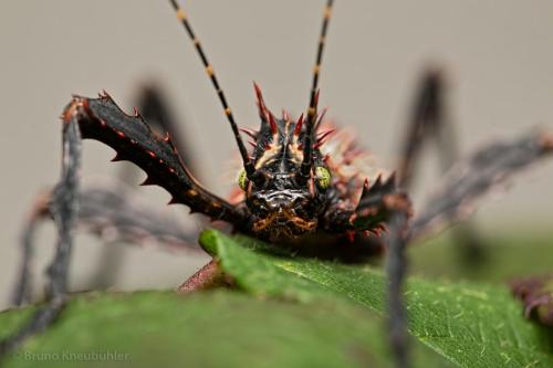 invertebrates:  a bunch of beautiful Parectatosoma hystrix! they’re stick insects from madagascar (source) 