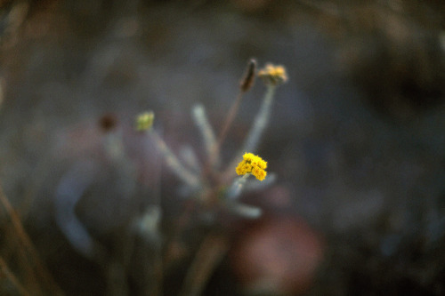 Yellow flowers by the shore. 