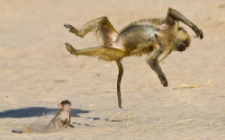 Flippin’ out (a mother Baboon plays with