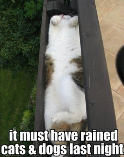 Looks to me like it only rained cats