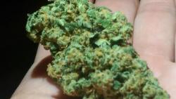 hightimesincolorado:  This top shelf green crack flown in from cali I’ve smoked a lot of weed in my day but this stuff is ridiculous Join Cannabis Dating Community 