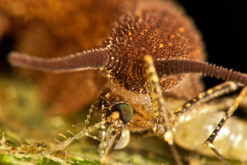 Velvet worm (Peripatus sp.) with mosquito prey (2) by pbertner on Flickr.PHYLUM: ARTHROPODA CLASE: O