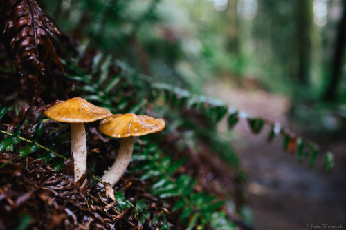 itakephotosofallthethings:  Autumn Walker Issaquah, WA More photos by John Westrock on Flickr. 