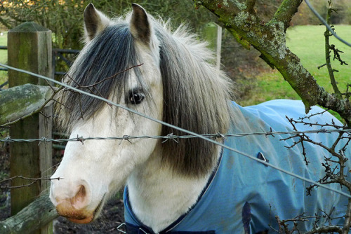 thats-ri-god-damn-diculous:  catschemicalromance:  owmeex:  Horses With Better Hair Than You  why do