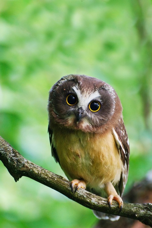 chibisayuri:  Saw Whet owls are quite possibly the most adorable birds ever. (Img 3 Source: http://kodasilverwing.deviantart.com/art/Wheatley-the-Saw-Whet-Owl-2-263310152) 