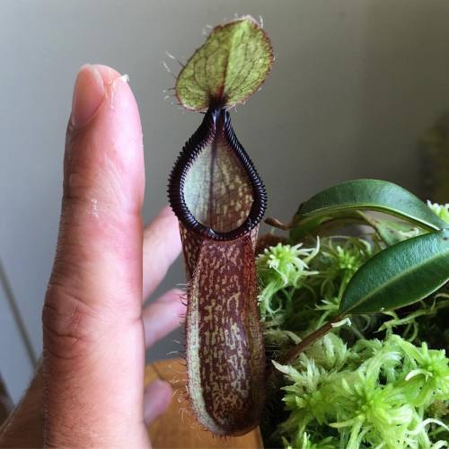 Baby Giant Hamata and my ugly finger &hellip; #carnivorousplants #sulawasi #indonesia #nepenthes #ha