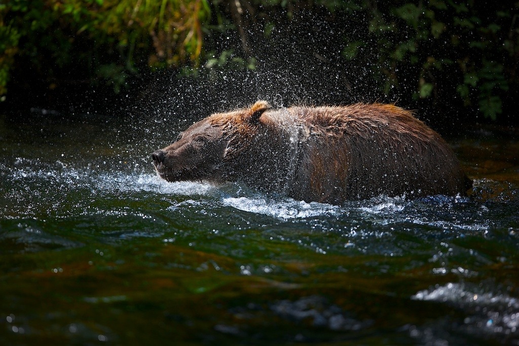 fuck-yeah-bears:  Magical Fishing Hole by Buck Shreck